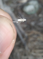 Rytidosperma unarede