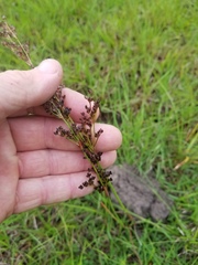 Juncus elliottii