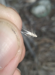 Rytidosperma unarede