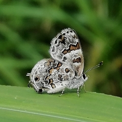 Aubergina vanessoides