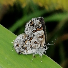 Aubergina vanessoides