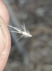 Rytidosperma unarede