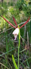 Cleistesiopsis oricamporum