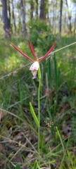 Cleistesiopsis oricamporum