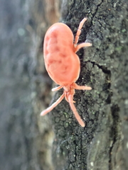 Allothrombium fuliginosum