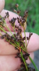 Juncus elliottii