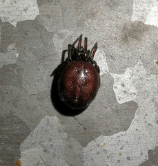 Steatoda bipunctata