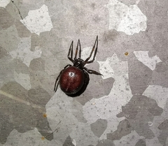 Steatoda bipunctata