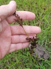 Juncus elliottii