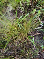 Eleocharis microcarpa
