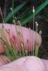Eleocharis microcarpa