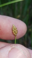 Eleocharis tuberculosa