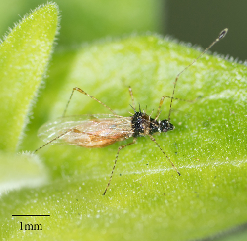 Pronotacantha annulata Uhler, 1893