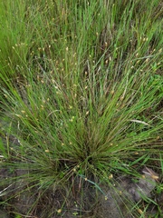 Eleocharis tuberculosa