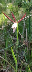 Cleistesiopsis oricamporum
