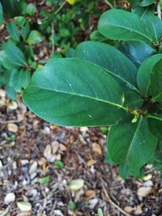 Viburnum odoratissimum
