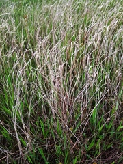 Panicum hemitomon