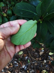 Viburnum odoratissimum