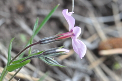Phlox viscida