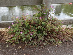 Geranium robertianum