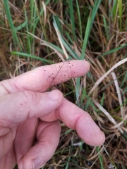 Dichanthelium ensifolium