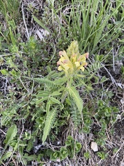 Pedicularis condensata