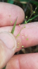 Dichanthelium ensifolium