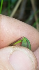 Dichanthelium ensifolium