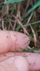 Dichanthelium ensifolium