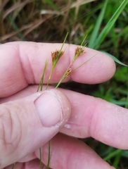 Rhynchospora gracilenta