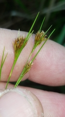 Rhynchospora gracilenta