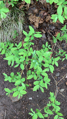 Lonicera canadensis