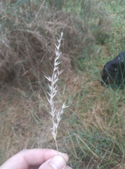 Rytidosperma unarede