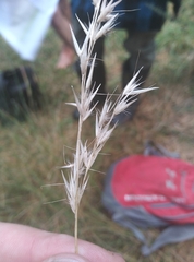 Rytidosperma unarede