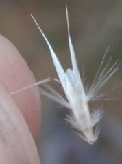 Rytidosperma unarede