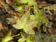 Cercospora liquidambaris
