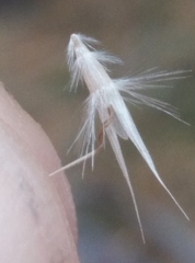 Rytidosperma unarede