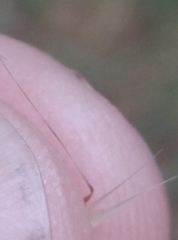 Rytidosperma unarede