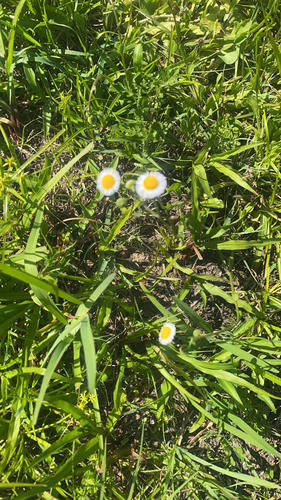 Erigeron quercifolius image