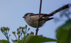 Aegithalos caudatus