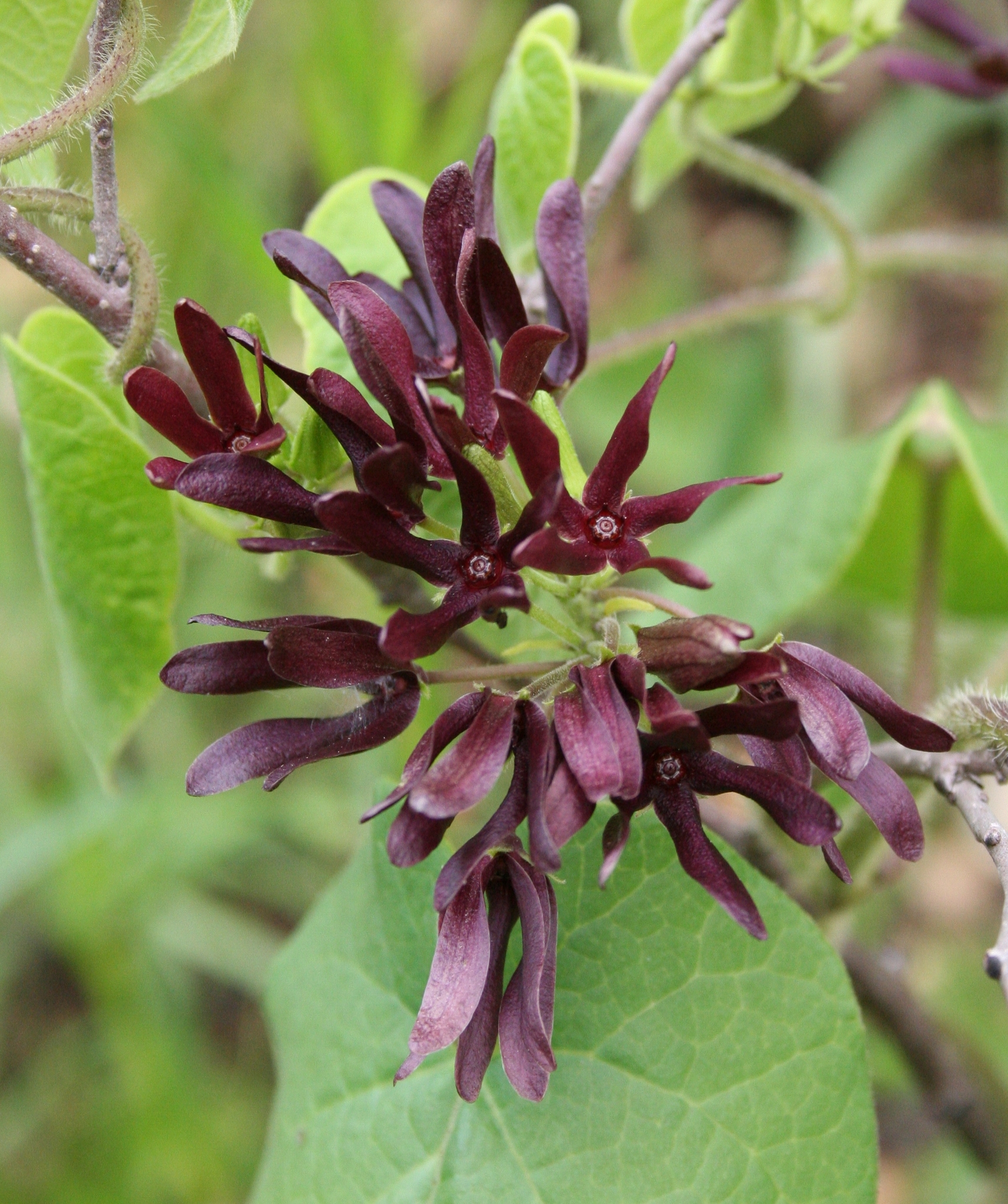Matelea decipiens
