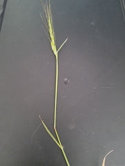 Aegilops triuncialis