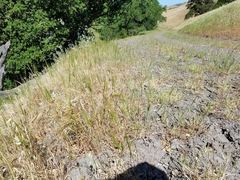 Aegilops triuncialis