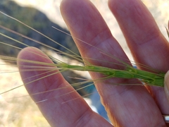 Aegilops triuncialis