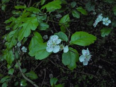 Crataegus × media