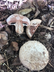 Agaricus subfloccosus
