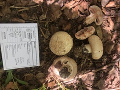 Agaricus subfloccosus