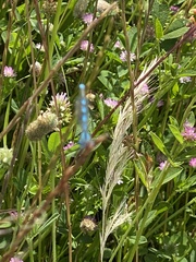 Enallagma cyathigerum