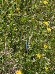 Enallagma cyathigerum