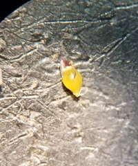 Eleocharis microcarpa